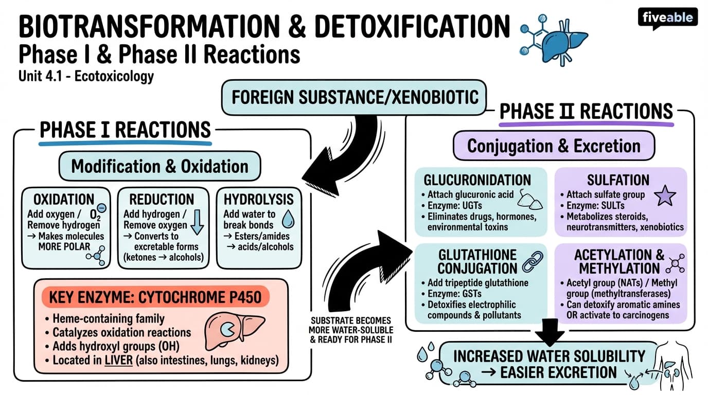 4.1 Phase I and Phase II biotransformation reactions - Ecotoxicology - Unit 4 visual cheatsheet