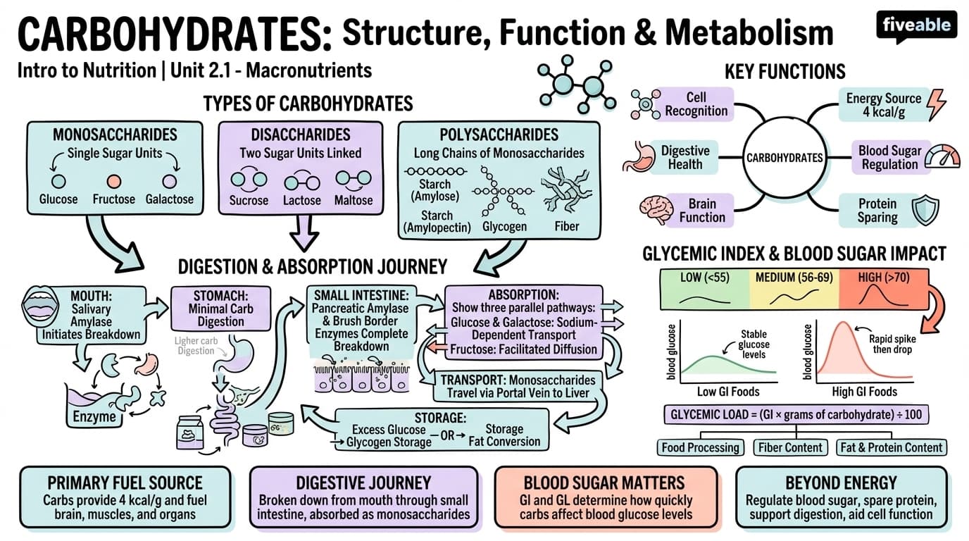 2.1 Carbohydrates: Structure, Function, and Metabolism - Intro to Nutrition - Unit 2 visual cheatsheet