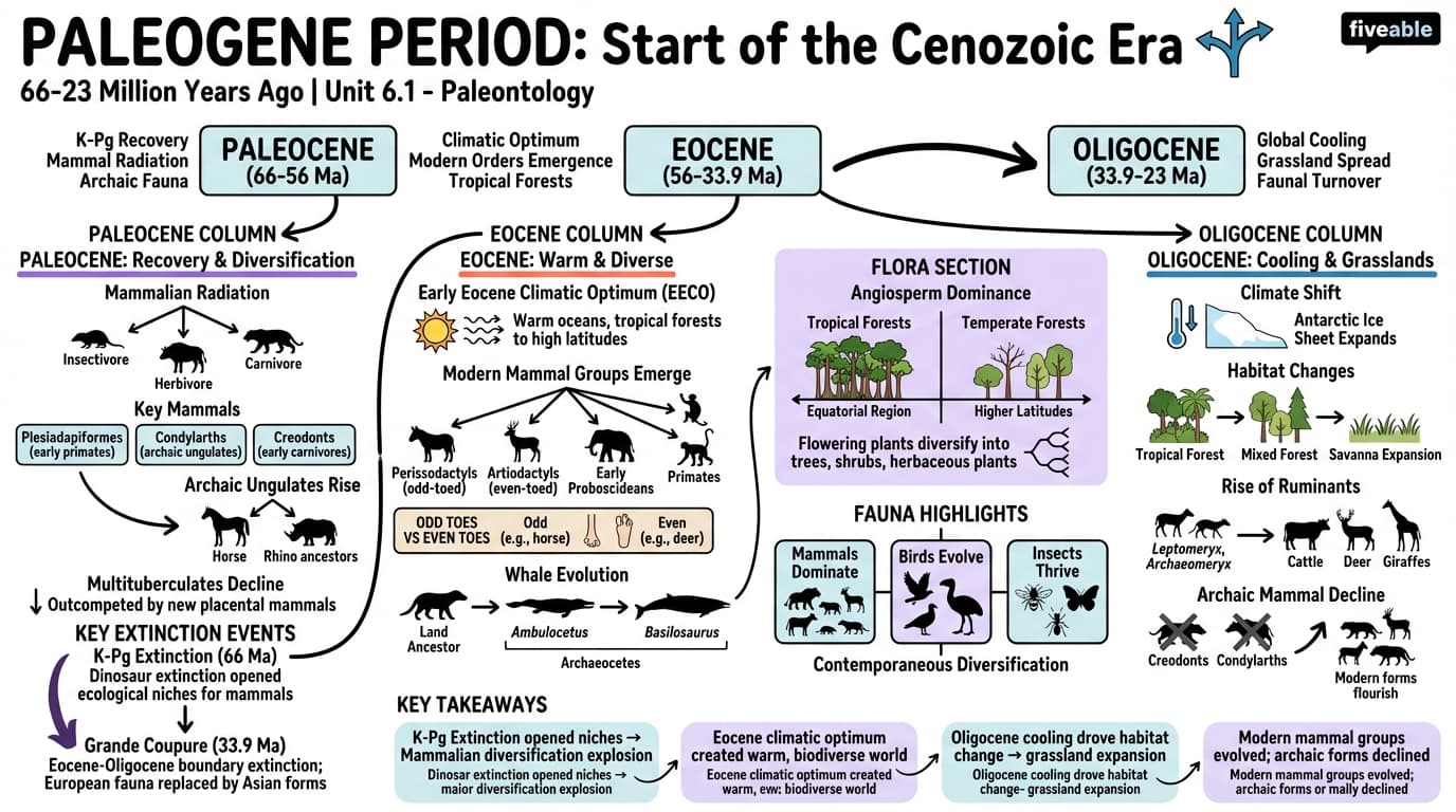 6.1 Paleogene period - Paleontology - Unit 6 visual cheatsheet