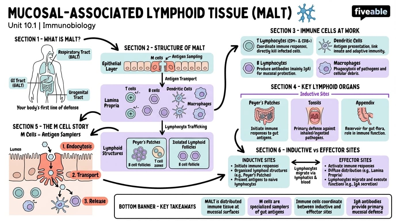 10.1 Mucosal-associated lymphoid tissue (MALT) - Immunobiology - Unit 10 visual cheatsheet