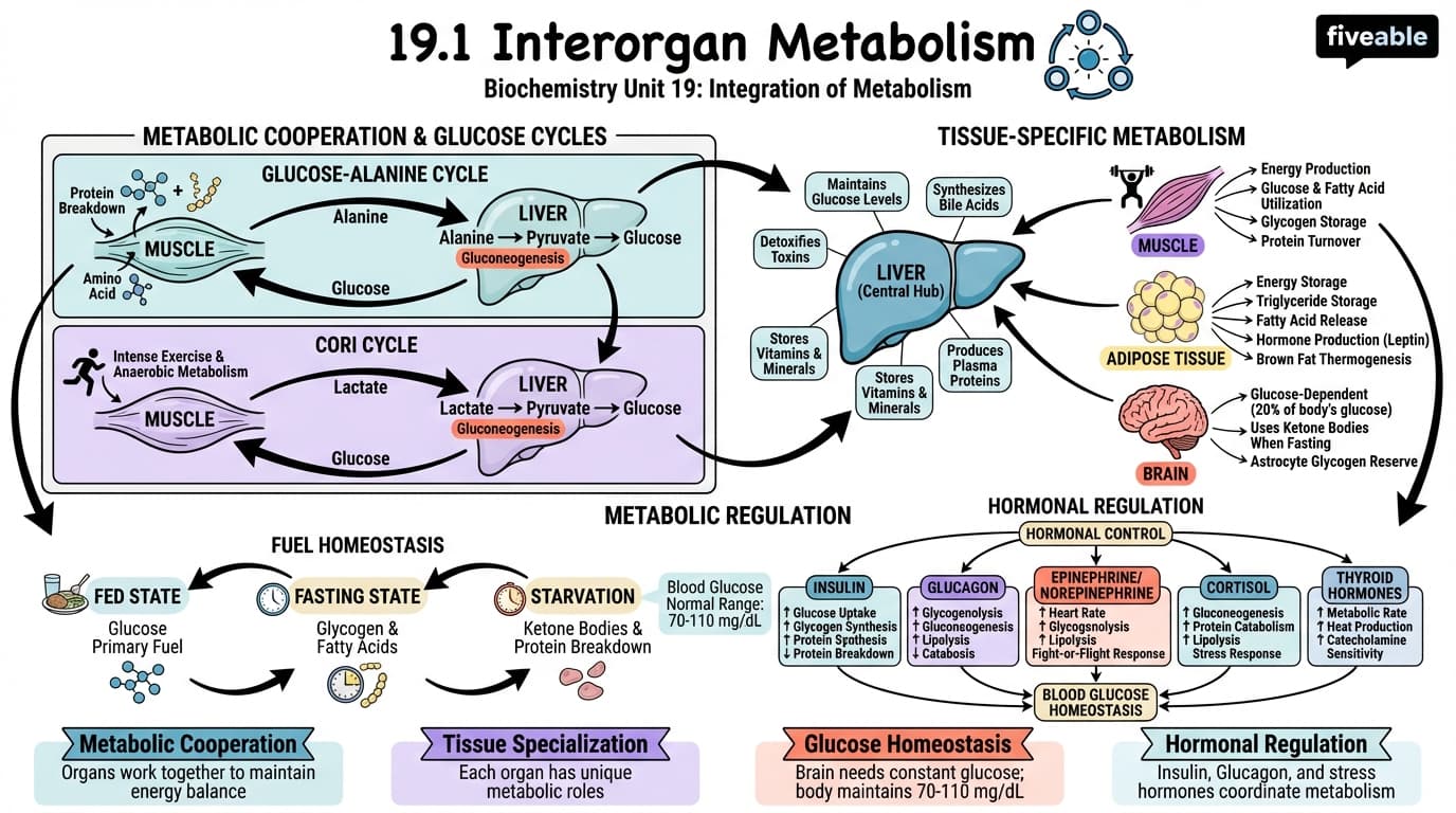 19.1 Interorgan Metabolism - Biochemistry - Unit 19 visual cheatsheet