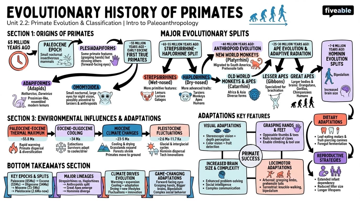 2.2 Evolutionary History of Primates - Intro to Paleoanthropology - Unit 2 visual cheatsheet