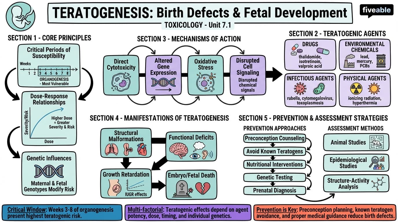 7.1 Teratogenesis - Toxicology - Unit 7 visual cheatsheet