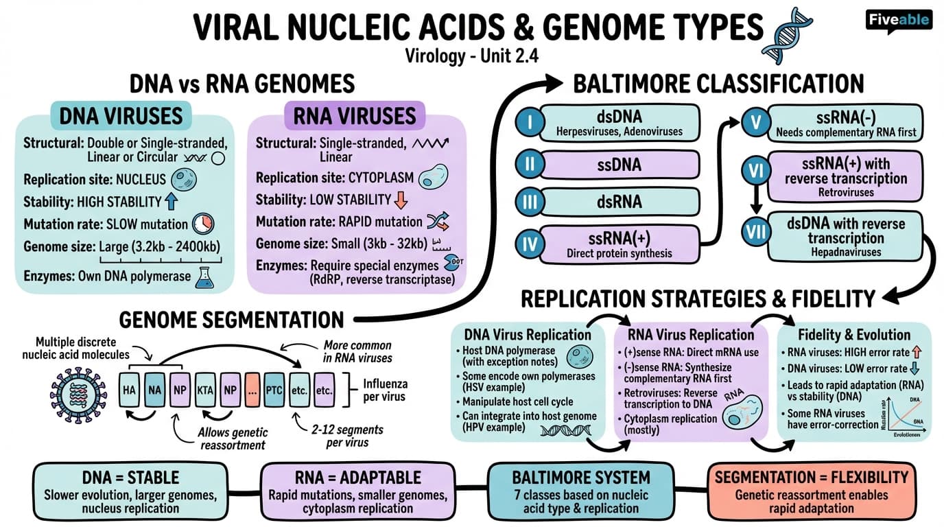 2.4 Viral nucleic acids and genome types - Virology - Unit 2 visual cheatsheet