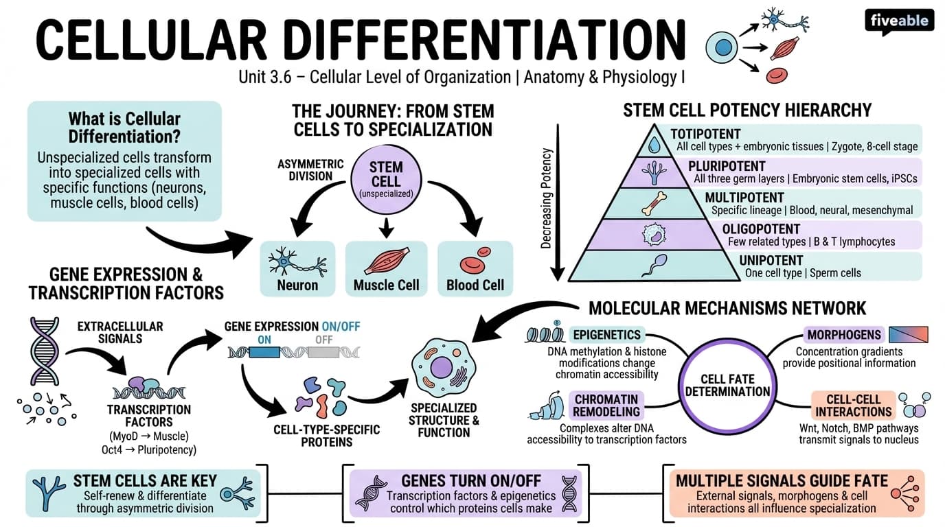 3.6 Cellular Differentiation - Anatomy and Physiology I - Unit 3 visual cheatsheet