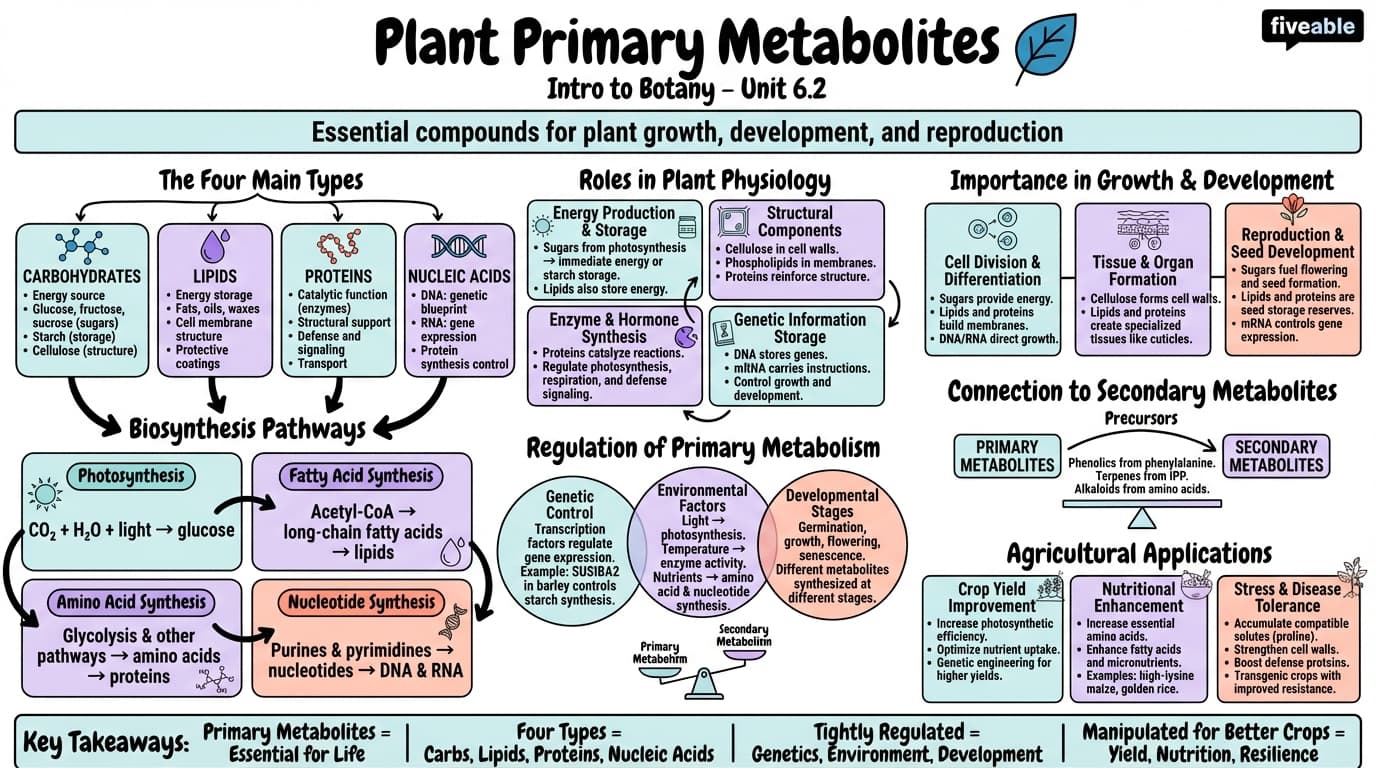 6.2 Plant primary metabolites - Intro to Botany - Unit 6 visual cheatsheet