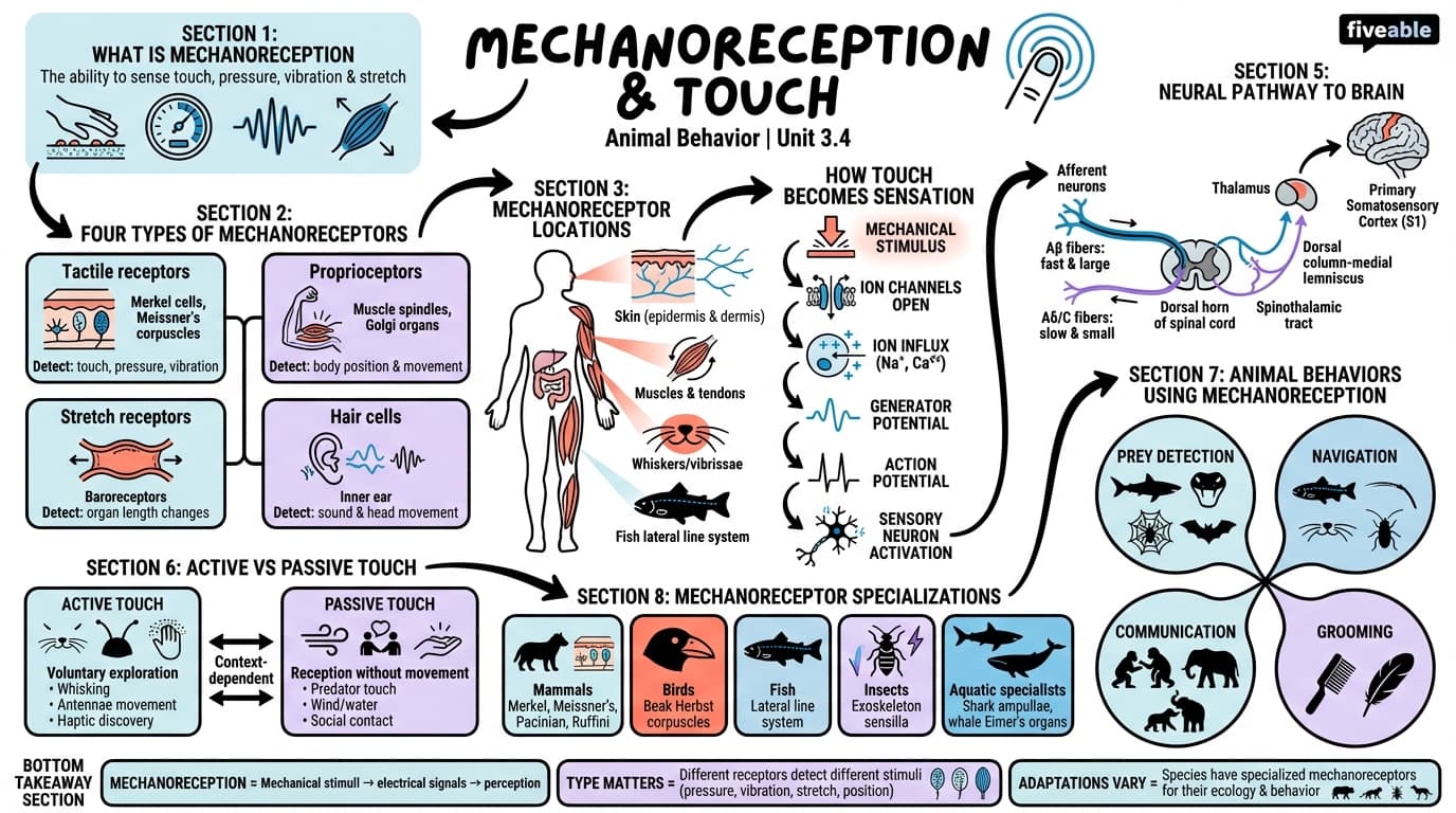 3.4 Mechanoreception and touch - Animal Behavior - Unit 3 visual cheatsheet