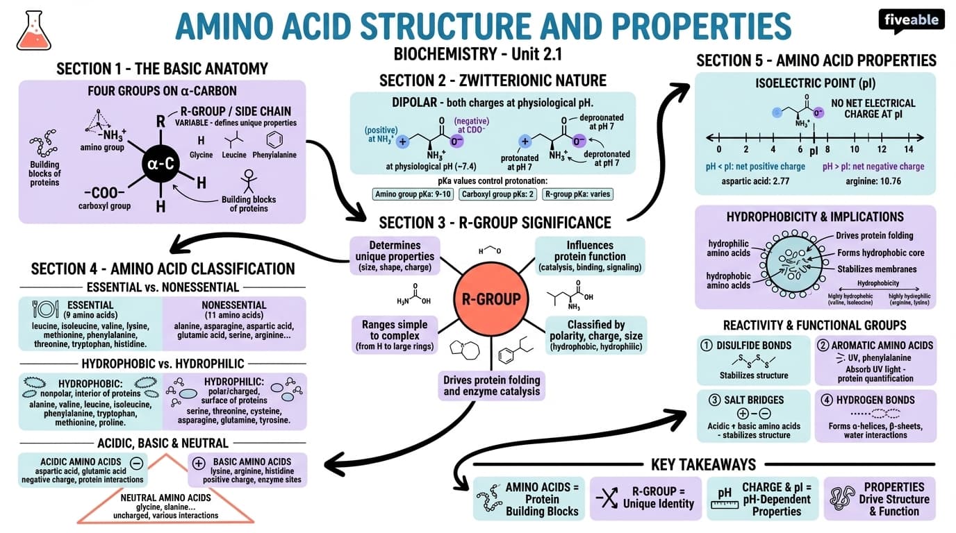 2.1 Amino Acid Structure and Properties - Biochemistry - Unit 2 visual cheatsheet