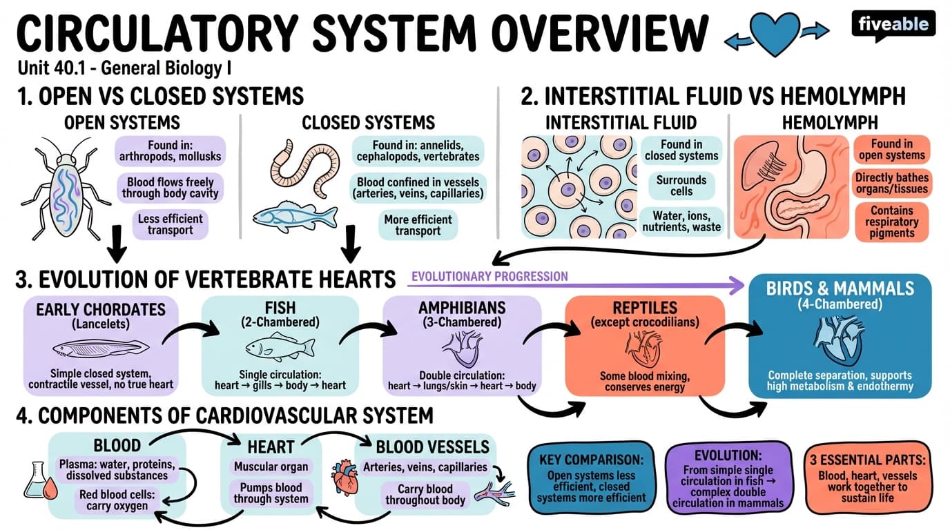 40.1 Overview of the Circulatory System - General Biology I - Unit 40 visual cheatsheet
