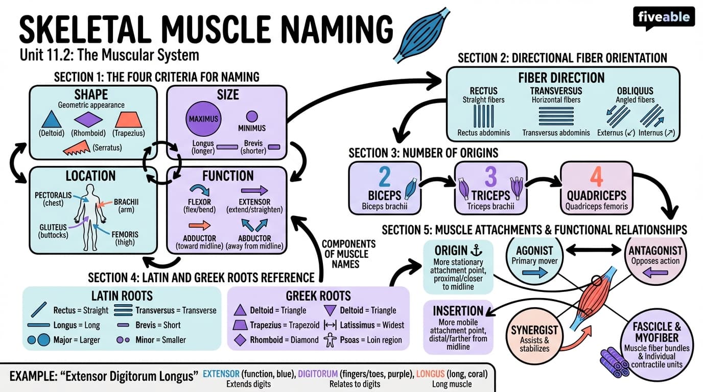11.2 Naming Skeletal Muscles - Anatomy and Physiology I - Unit 11 visual cheatsheet