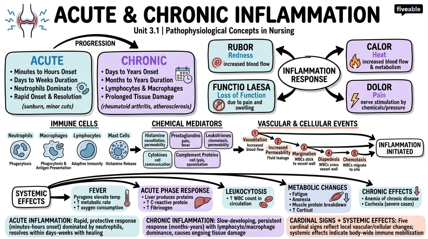 3.1 Acute and Chronic Inflammation - Pathophysiological Concepts in Nursing - Unit 3 visual cheatsheet