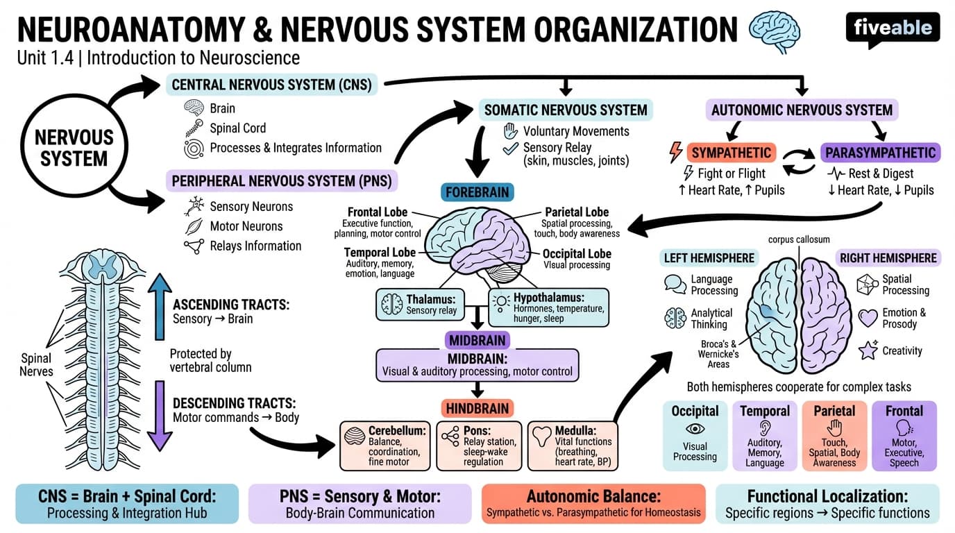 1.4 Neuroanatomy and organization of the nervous system - Neuroscience - Unit 1 visual cheatsheet