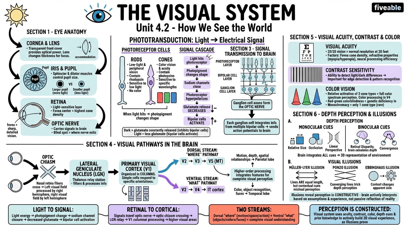 4.2 Visual system - Intro to Brain and Behavior - Unit 4 visual cheatsheet