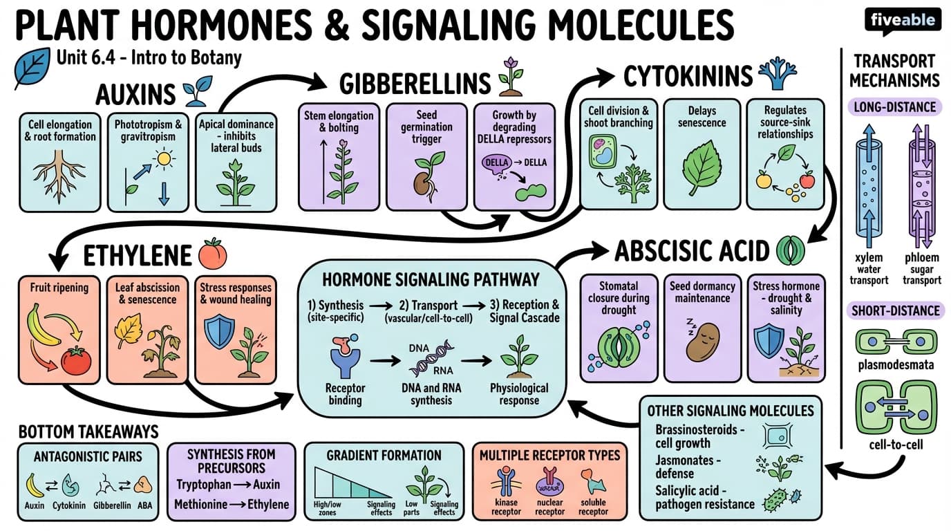 6.4 Plant hormones and signaling molecules - Intro to Botany - Unit 6 visual cheatsheet
