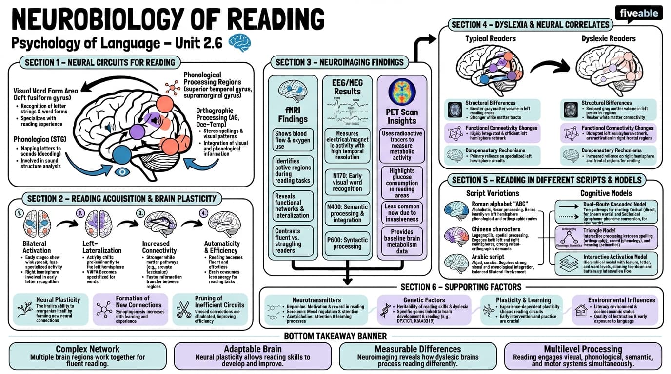 2.6 Neurobiology of reading - Psychology of Language - Unit 2 visual cheatsheet
