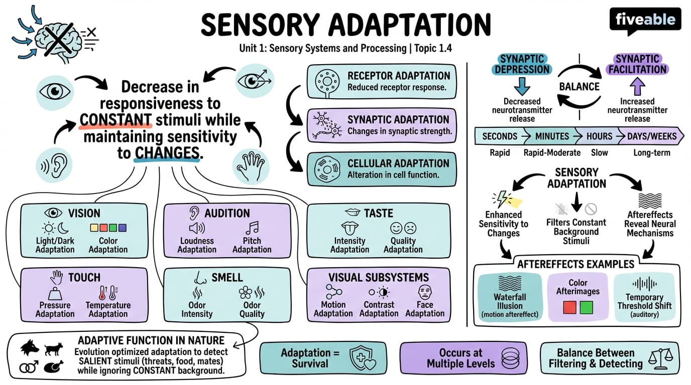 1.4 Sensory adaptation - Perception - Unit 1 visual cheatsheet