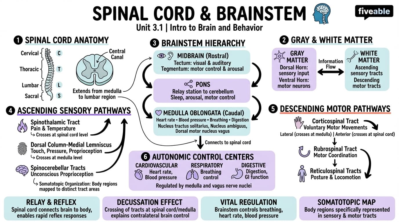 3.1 Spinal cord and brainstem - Intro to Brain and Behavior - Unit 3 visual cheatsheet