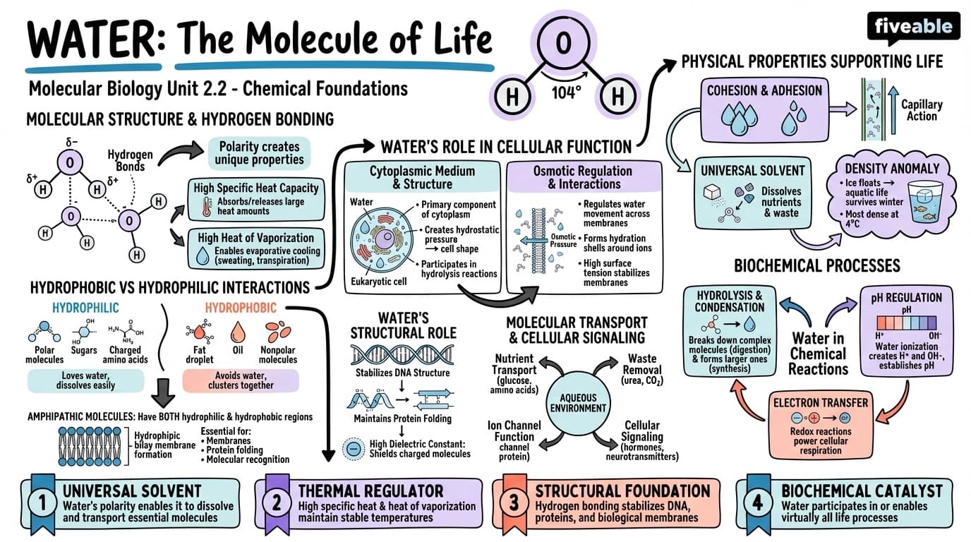 2.2 Water and its role in biological systems - Molecular Biology - Unit 2 visual cheatsheet