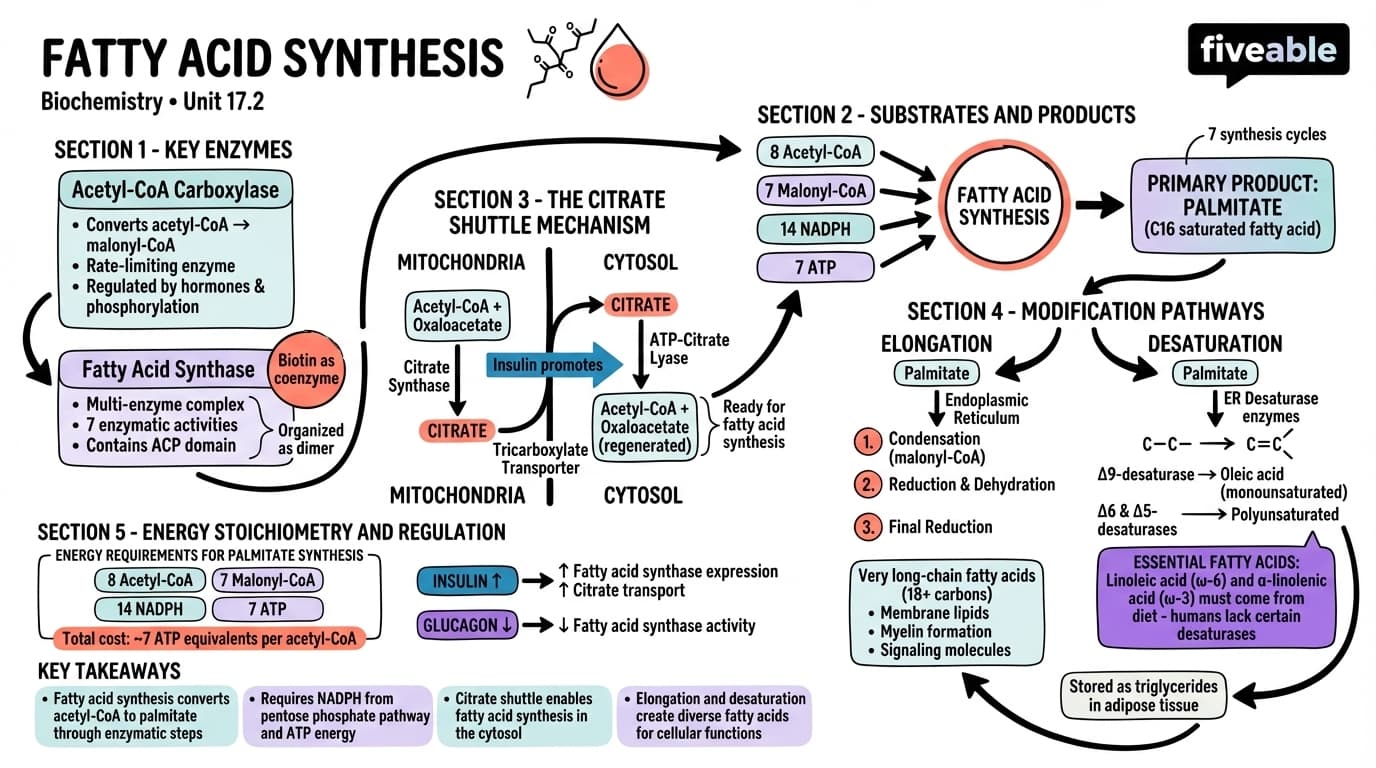17.2 Fatty Acid Synthesis - Biochemistry - Unit 17 visual cheatsheet