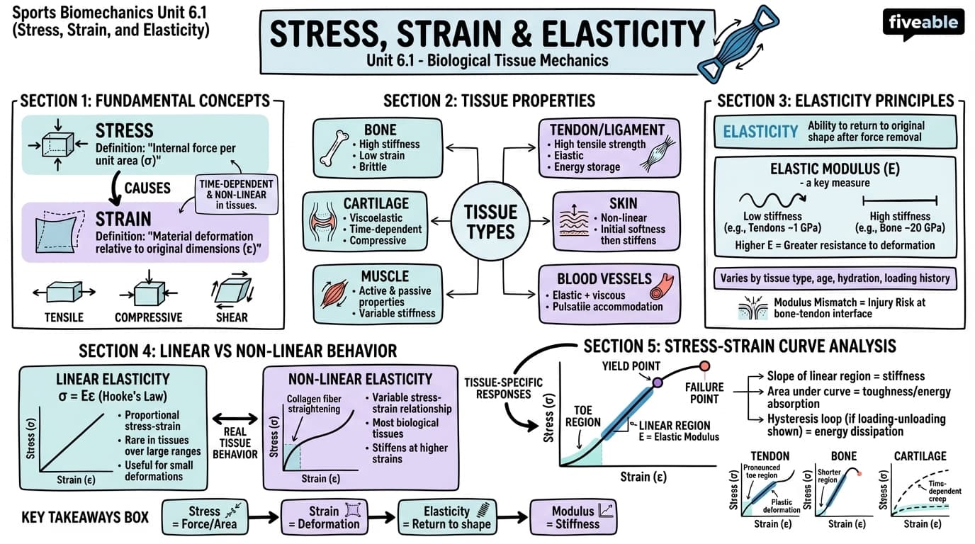 6.1 Stress, strain, and elasticity - Sports Biomechanics - Unit 6 visual cheatsheet
