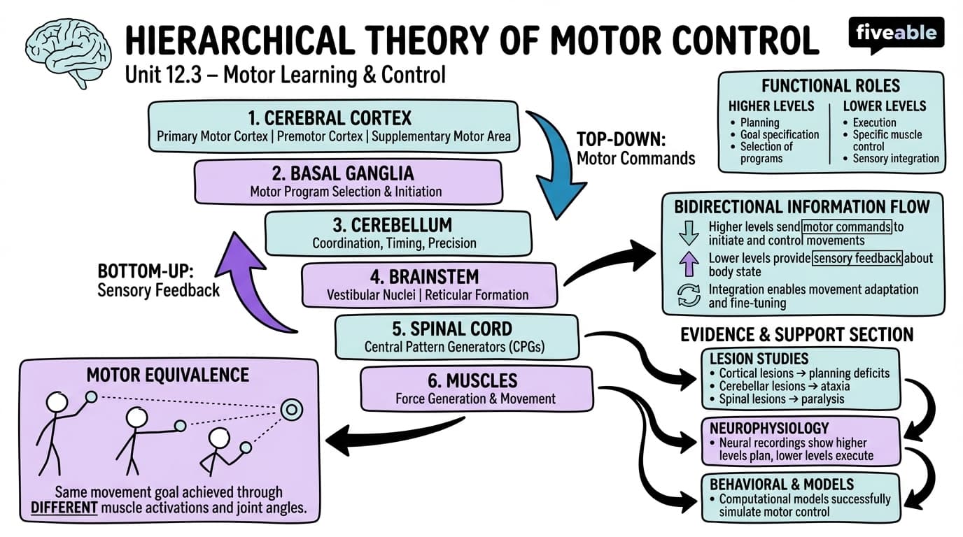 12.3 Hierarchical Theory of Motor Control - Motor Learning and Control - Unit 12 visual cheatsheet