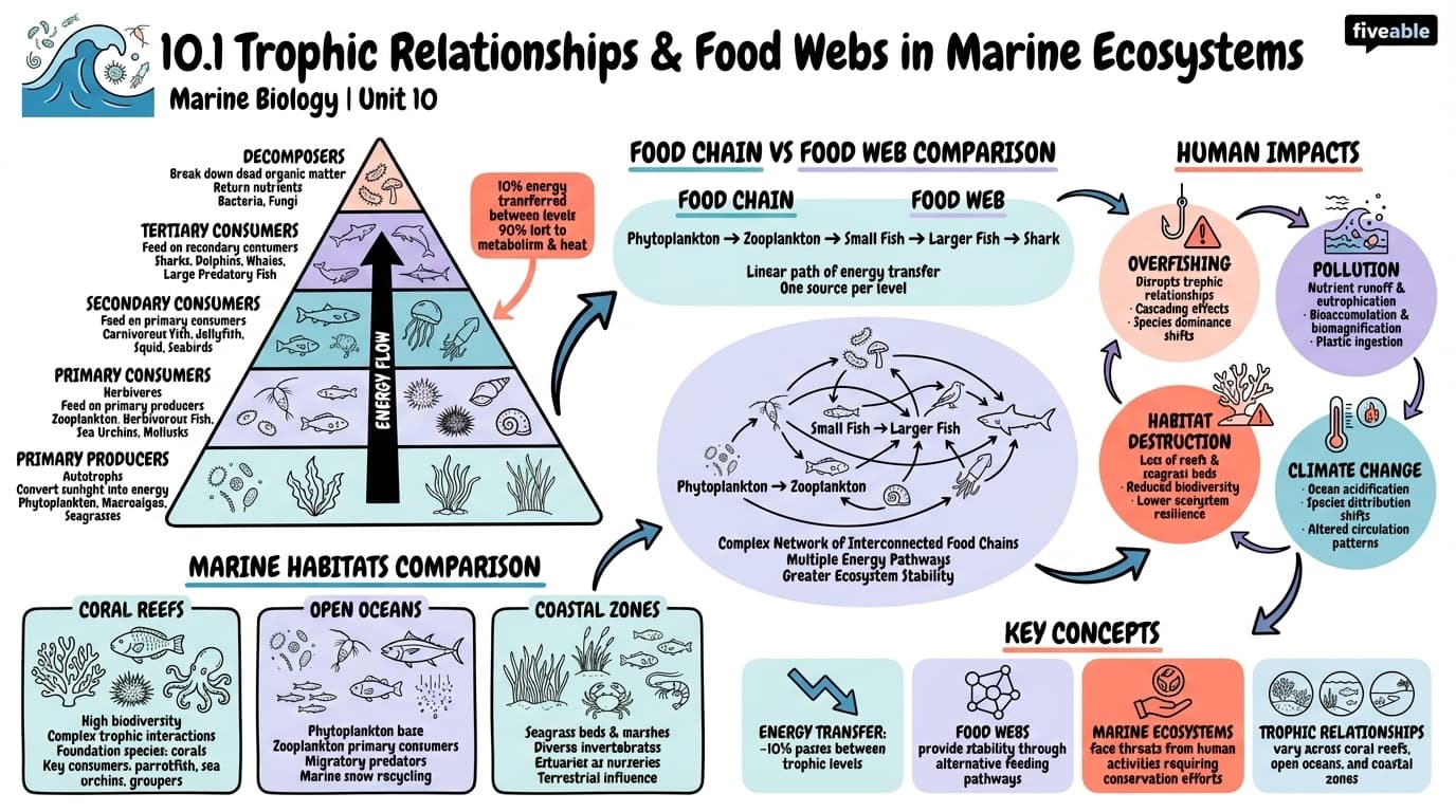 10.1 Trophic relationships and food webs in marine ecosystems - Marine Biology - Unit 10 visual cheatsheet