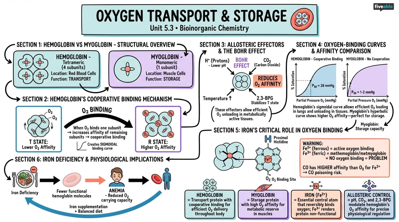 5.3 Oxygen Transport and Storage - Inorganic Chemistry II - Unit 5 visual cheatsheet