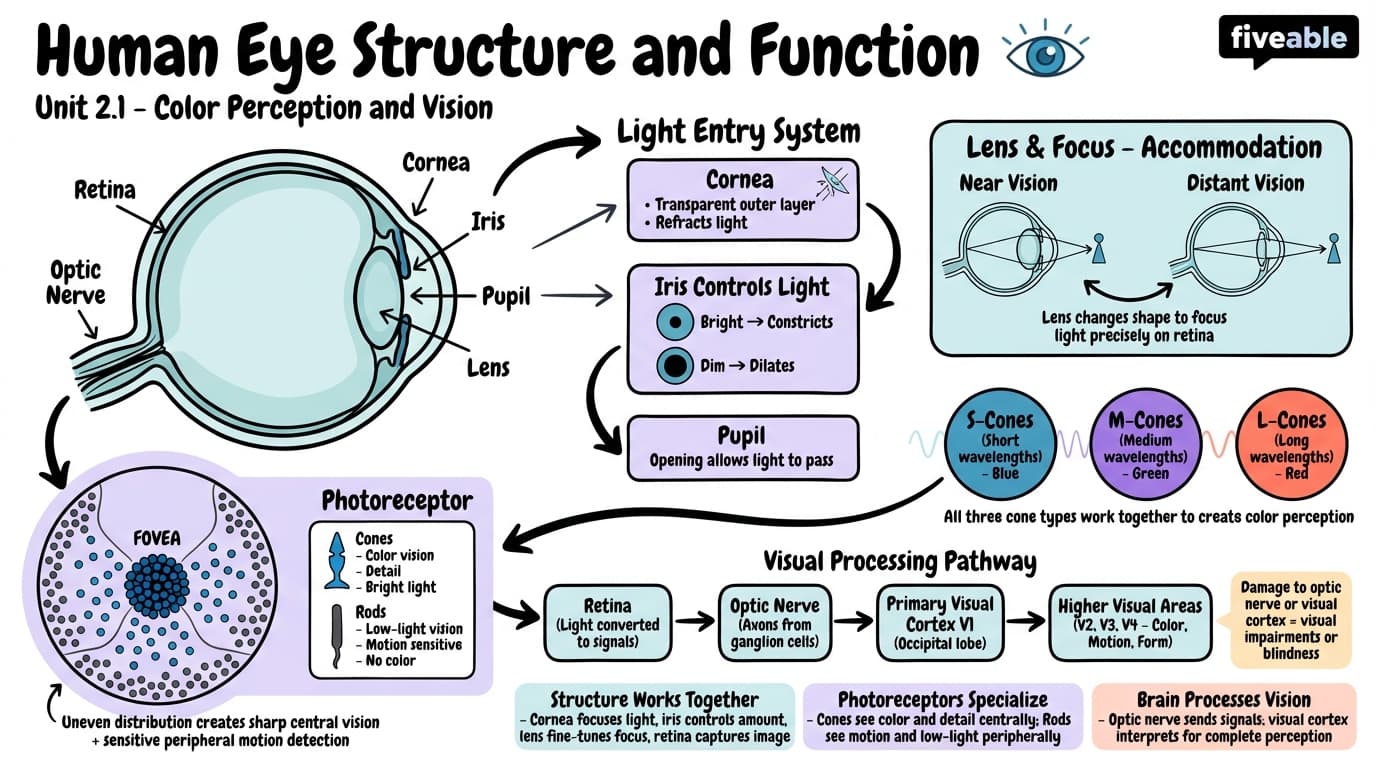 2.1 Human Eye Structure and Function - Color Theory and Application - Unit 2 visual cheatsheet