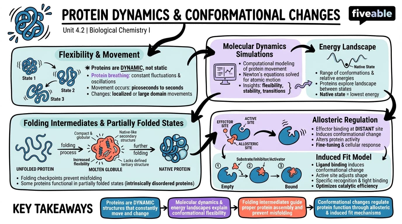 4.2 Protein dynamics and conformational changes - Biological Chemistry I - Unit 4 visual cheatsheet