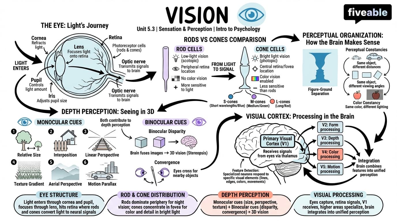 5.3 Vision - Intro to Psychology - Unit 5 visual cheatsheet