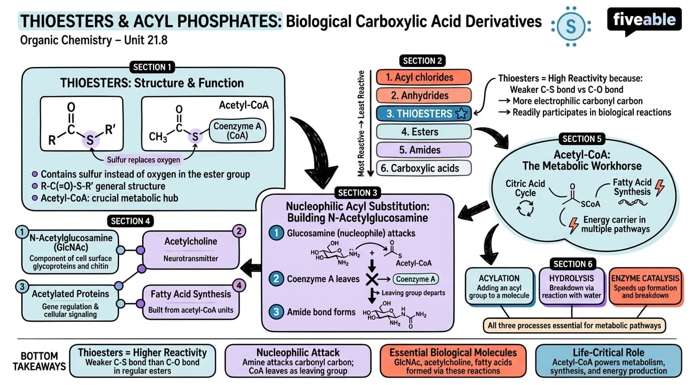 21.8 Chemistry of Thioesters and Acyl Phosphates: Biological Carboxylic Acid Derivatives - Organic Chemistry - Unit 21 visual cheatsheet