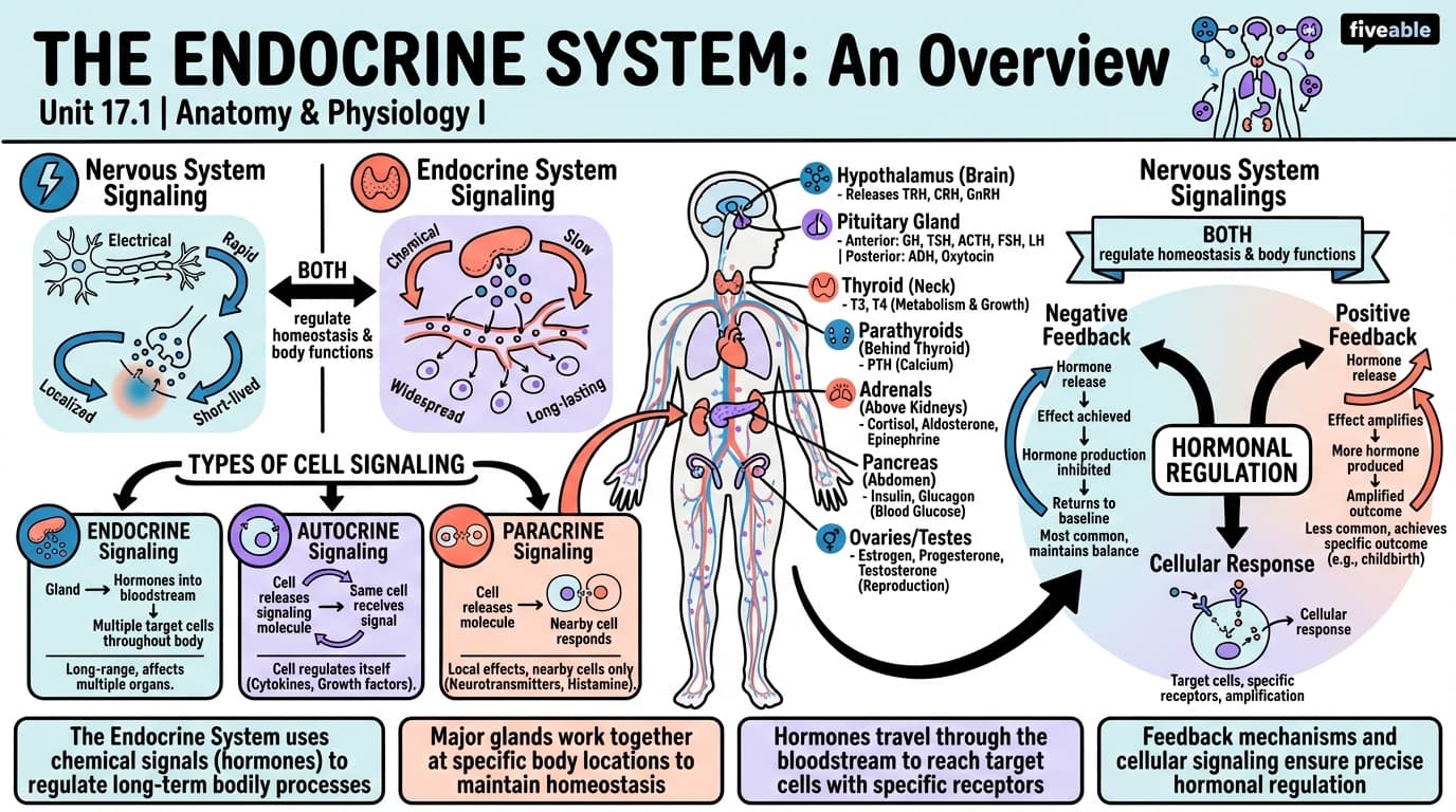 17.1 An Overview of the Endocrine System - Anatomy and Physiology I - Unit 17 visual cheatsheet