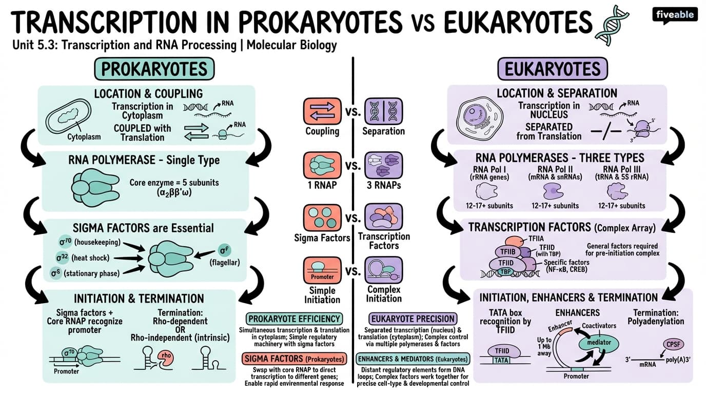 5.3 Transcription in prokaryotes and eukaryotes - Molecular Biology - Unit 5 visual cheatsheet