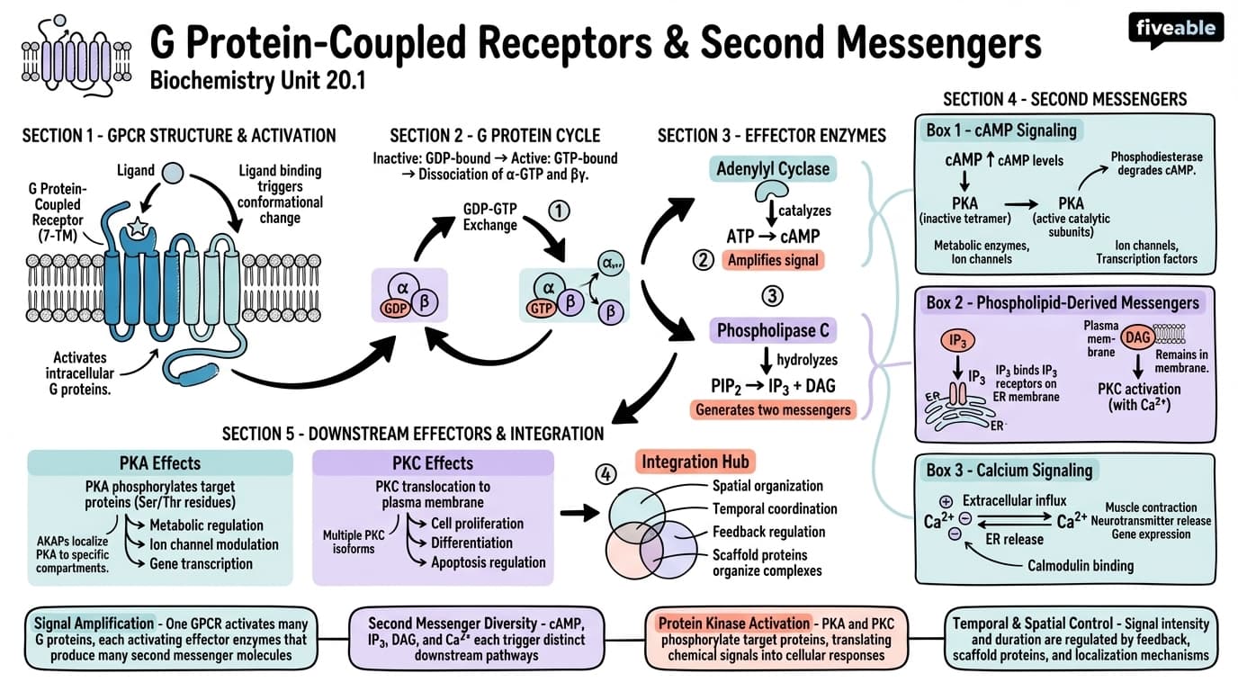 20.1 G Protein-Coupled Receptors and Second Messengers - Biochemistry - Unit 20 visual cheatsheet