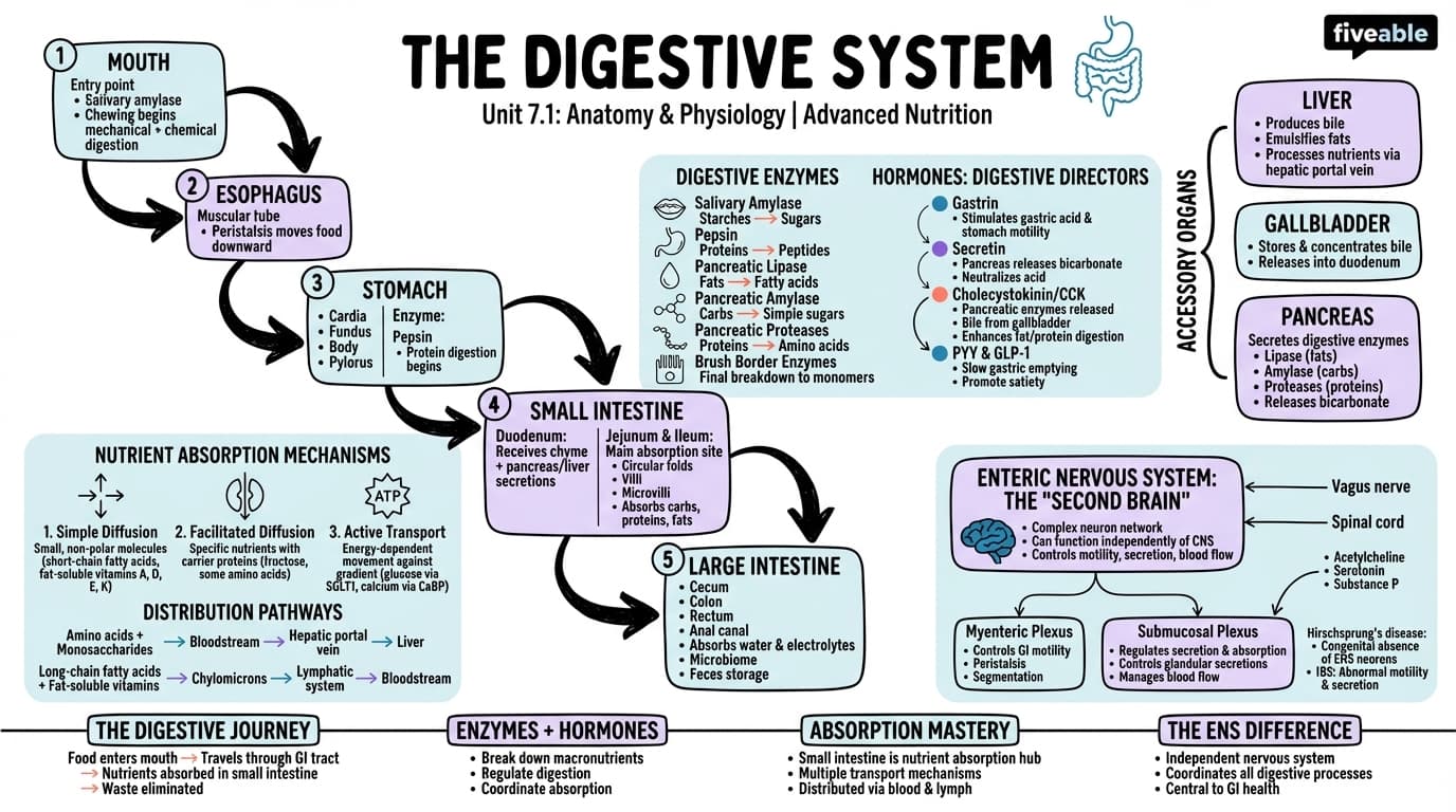 7.1 Digestive system anatomy and physiology - Advanced Nutrition - Unit 7 visual cheatsheet