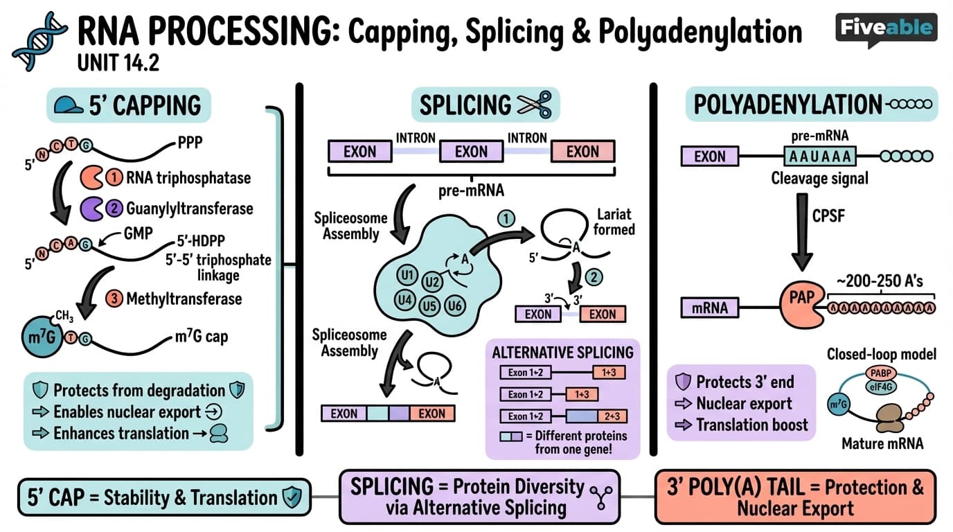 14.2 RNA processing: capping, splicing, and polyadenylation - Cell Biology - Unit 14 visual cheatsheet