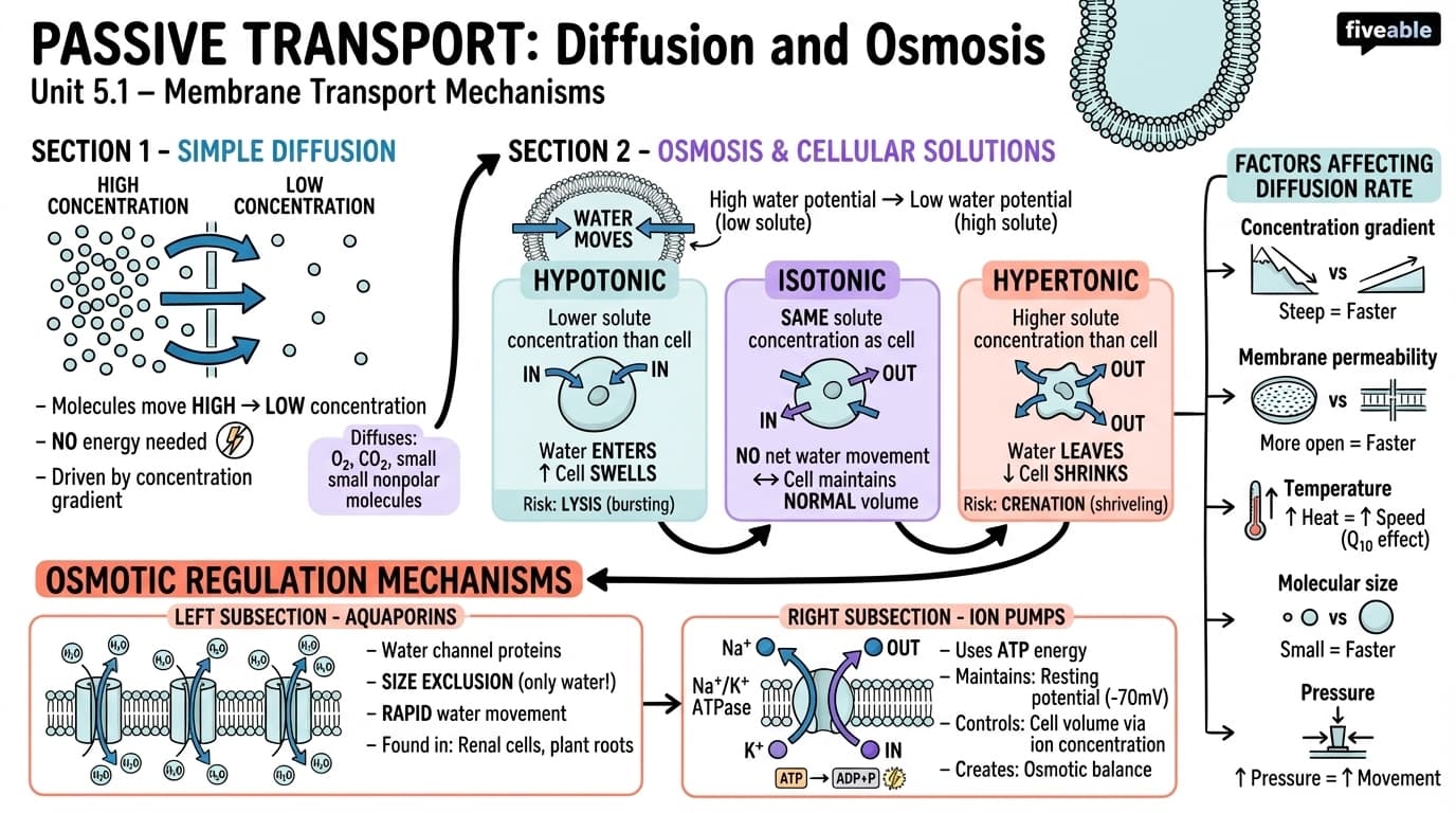 5.1 Passive transport: diffusion and osmosis - Cell Biology - Unit 5 visual cheatsheet