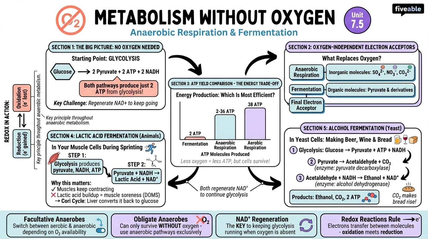 7.5 Metabolism without Oxygen - General Biology I - Unit 7 visual cheatsheet