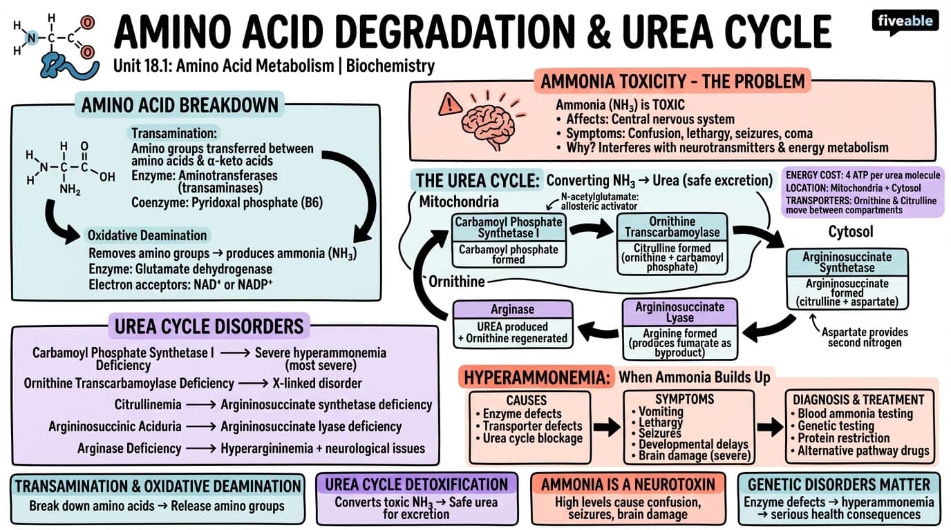 18.1 Amino Acid Degradation and Urea Cycle - Biochemistry - Unit 18 visual cheatsheet