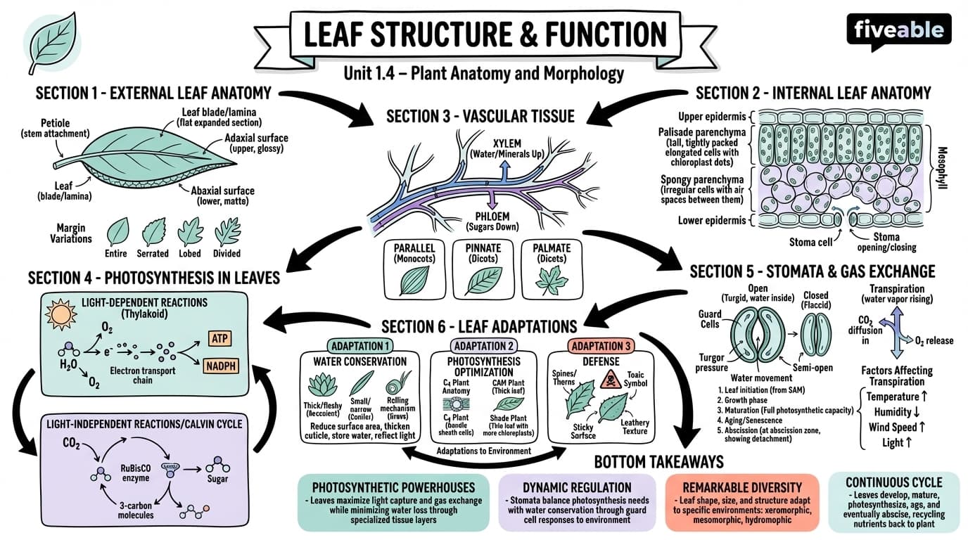 1.4 Leaf structure and function - Intro to Botany - Unit 1 visual cheatsheet