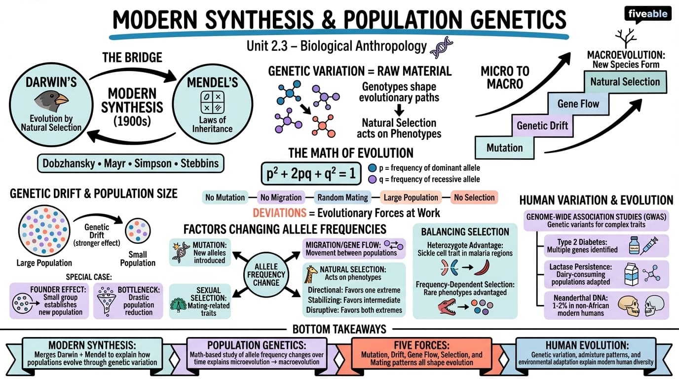 2.3 Modern synthesis and population genetics - Biological Anthropology - Unit 2 visual cheatsheet
