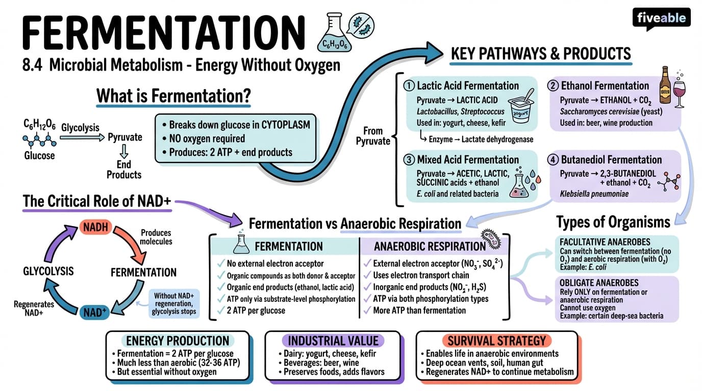8.4 Fermentation - Microbiology - Unit 8 visual cheatsheet