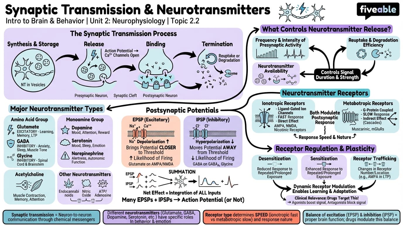 2.2 Synaptic transmission and neurotransmitters - Intro to Brain and Behavior - Unit 2 visual cheatsheet