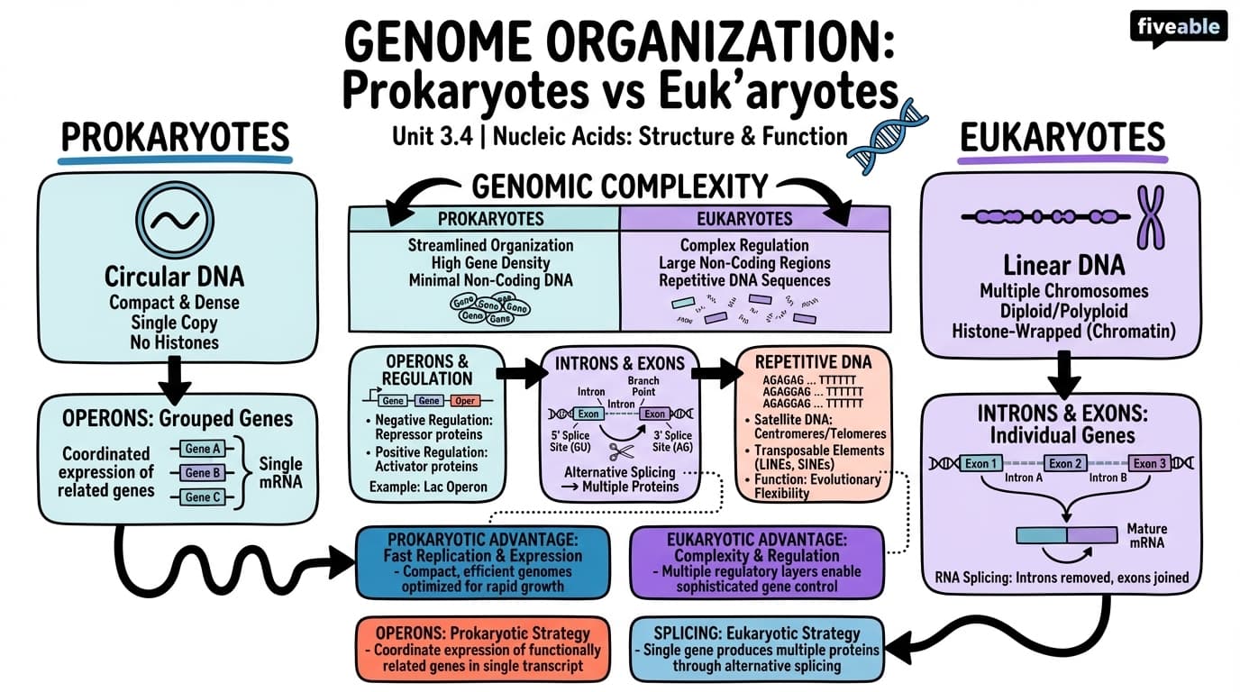 3.4 Genome organization in prokaryotes and eukaryotes - Molecular Biology - Unit 3 visual cheatsheet