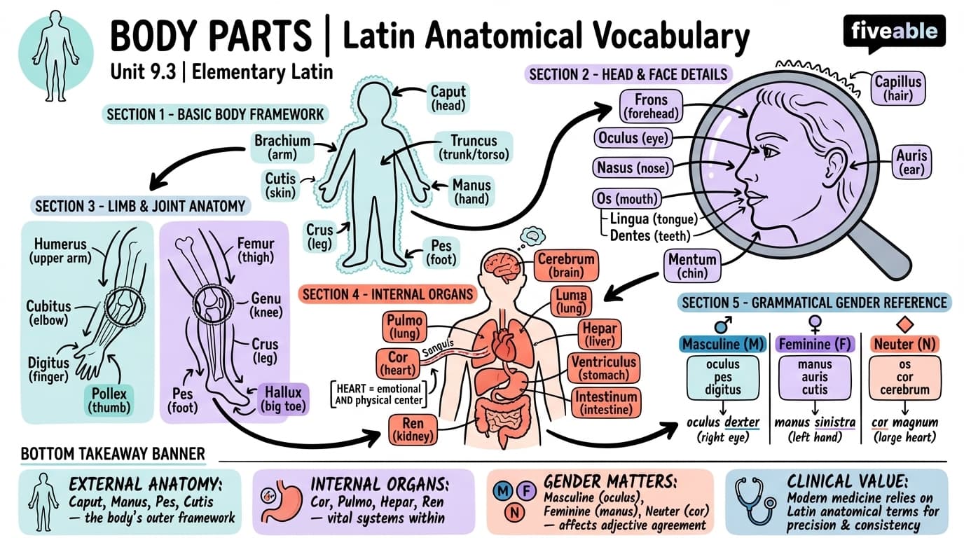9.3 Body parts - Elementary Latin - Unit 9 visual cheatsheet