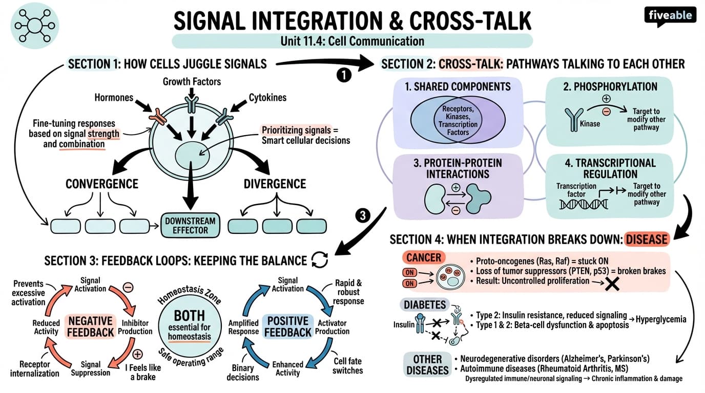 11.4 Integration of signaling pathways - Cell Biology - Unit 11 visual cheatsheet