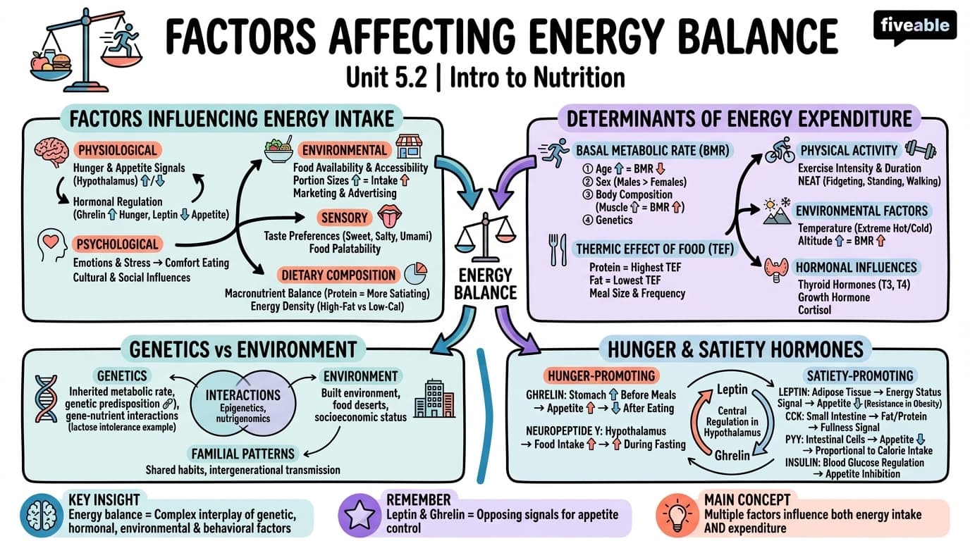 5.2 Factors Affecting Energy Balance - Intro to Nutrition - Unit 5 visual cheatsheet