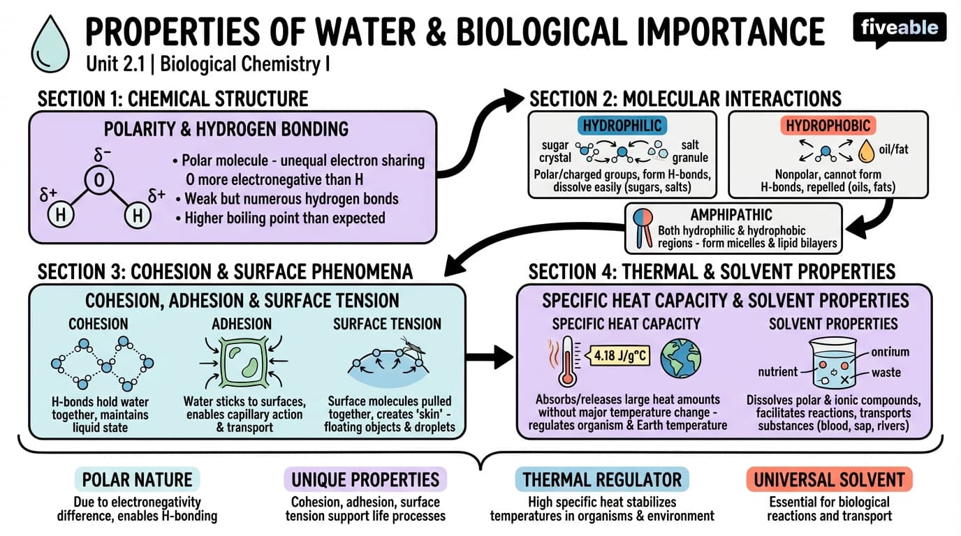 2.1 Properties of water and its importance in biological systems - Biological Chemistry I - Unit 2 visual cheatsheet