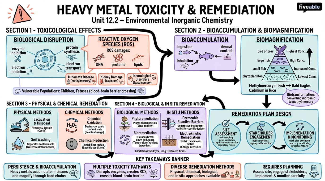 12.2 Heavy Metal Toxicity and Remediation - Inorganic Chemistry II - Unit 12 visual cheatsheet