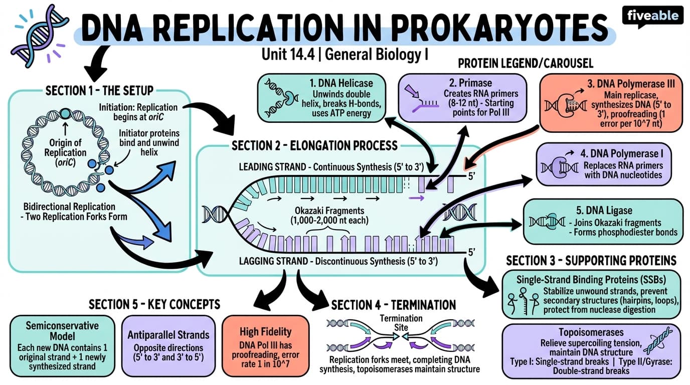 14.4 DNA Replication in Prokaryotes - General Biology I - Unit 14 visual cheatsheet